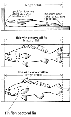 Line drawing of fish measuring