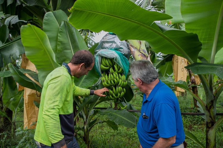 Two men looking at a bunch of bananas hanging from a banana tree, partially covered with plastic.