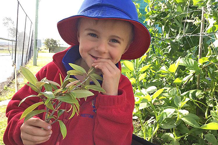 Young student holding small branch of lemon myrtle and tasting leaf.