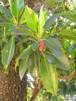 Photograph of the leaves and flowerings of an orange mangrove