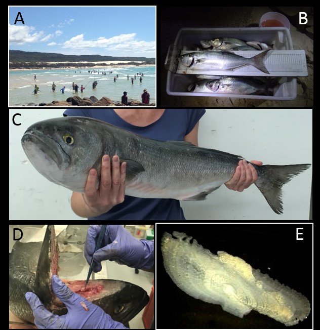 A) Image of fisherpersons wading into the surf at Fraser Island to fish for tailor. B) Scientists measuring the length of fish on a measuring board. C) An image of a large (83 cm Total length) tailor that was sampled in the monitoring program in 2016. D) A Scientist removing the otoliths (ear bones) from a fish’s head. E) An otolith of a tailor after it has been removed from a fish’s head, as viewed using a microscope. Growth bands are visible, making it possible to determine the age of the fish.