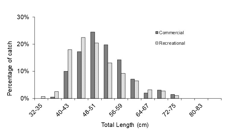 Figure 1 – Length frequency of dusky flathead