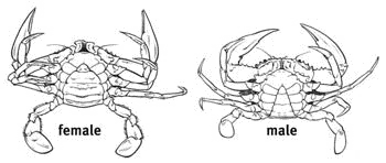 Line drawing of female and male crabs