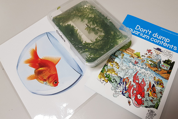Range of teaching resources including: book 'Don't dump aquarium contents', laminated picture of a goldfish and plant elodea in container with water.