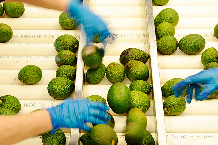 Avocados on a conveyor belt, with hands in gloves reach towards them.