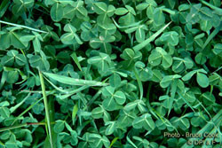 A pasture plant namely clover