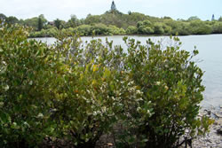 river mangroves along a river bank