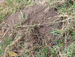 Photo of young fire ant nest, SE Queensland