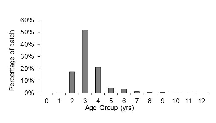 Figure 2 – Age frequency of Sand Whiting