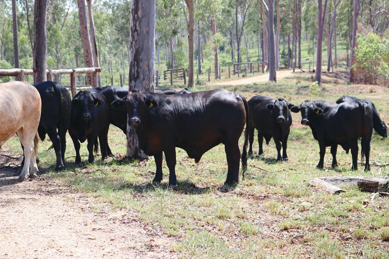 Goondicum Station cattle grazing amongst trees