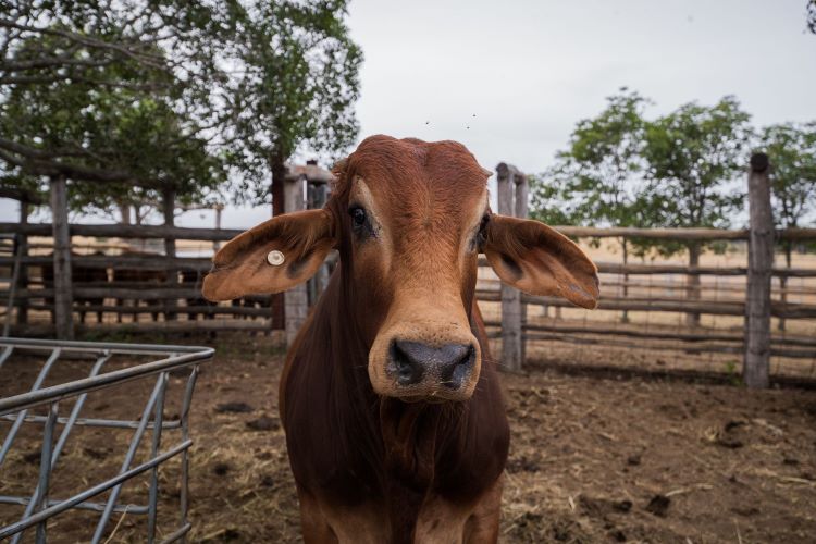 Brown cow standing in cattle yards, looking directly at camera, with fences and trees in background.