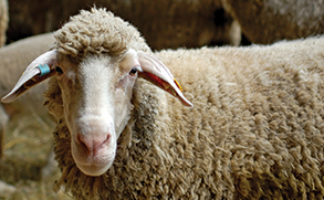 A sheep with blue eID device in right ear, staring at camera.