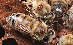 Five honey bees in a hive. Two of the bees have a varroa mite attached to the back of their thorax.