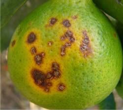 Photograph of Citrus Canker Fruit disease