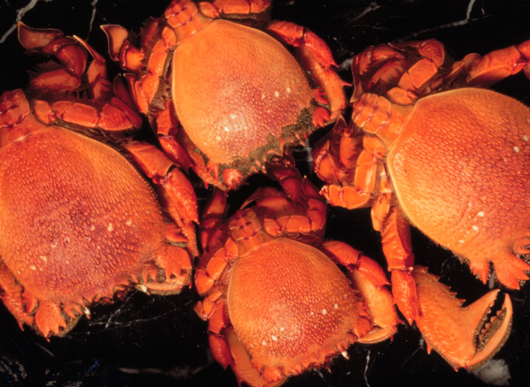 Image of spanner crabs - red crabs with spanner-shaped claws