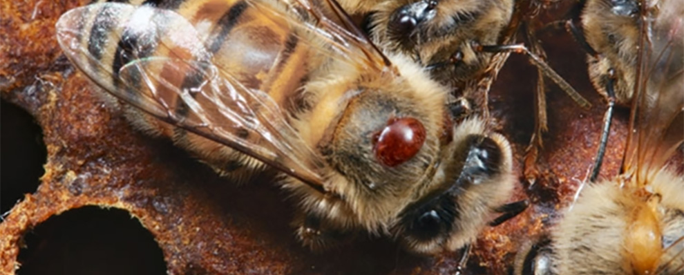 Close up photograph of a honey bee in a hive, with a varroa mite attached to the back of its thorax.