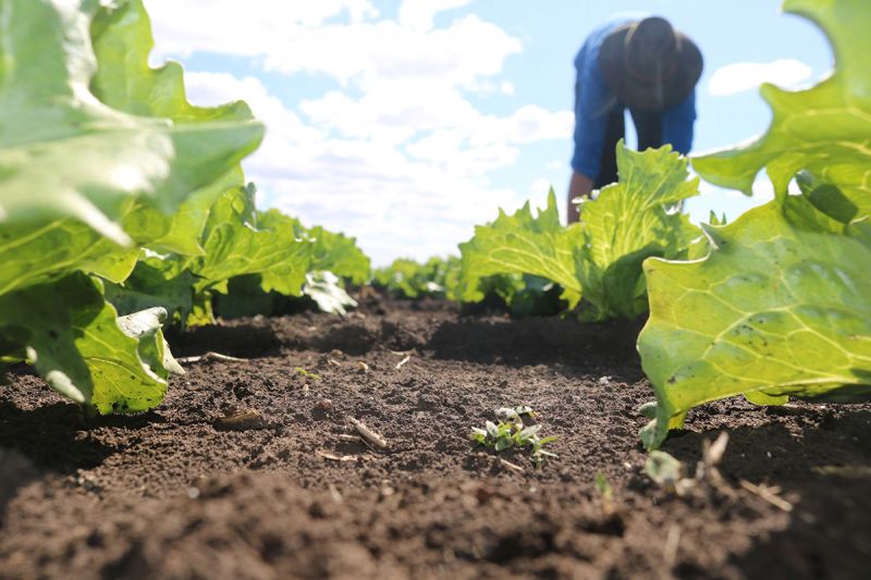 Ground-level view of soil in a lettuce crop