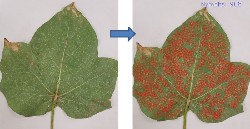 Picture of cotton leaf showing aphid detection