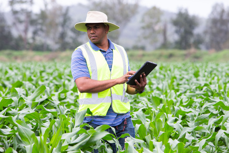 Person holding a tablet standing in the middle of a crop field.