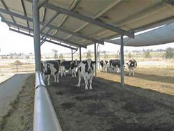 Cows in shaded feedpad to reduce heat stress