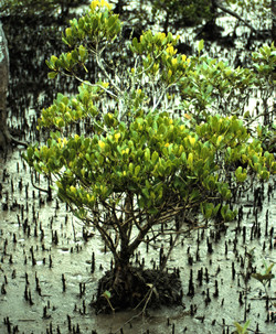 yellow mangrove tree