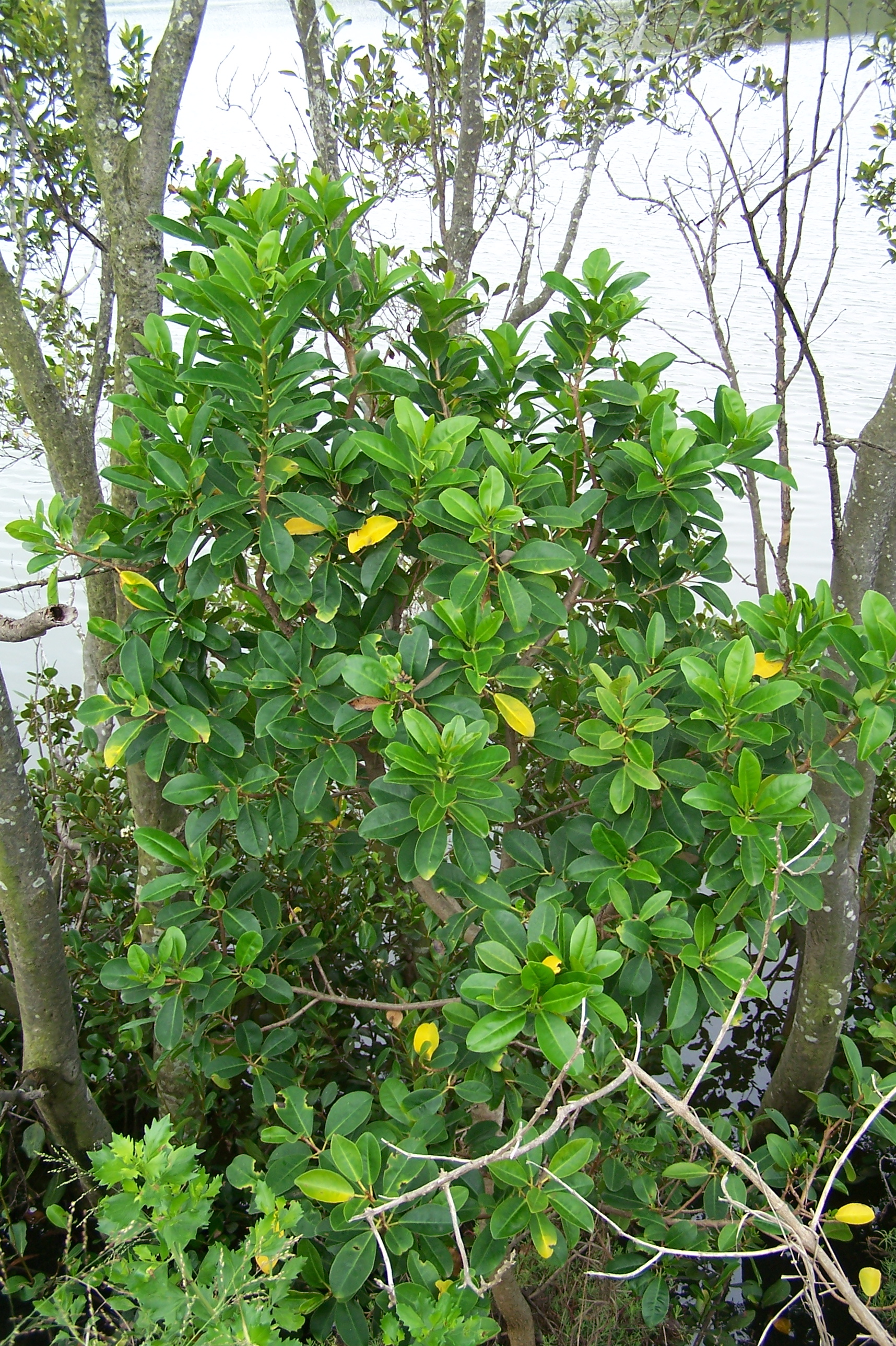 milky mangrove shurb