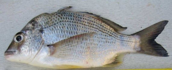 Image 1 – Yellowfin bream with an abnormal dorsal profile, known as saddleback syndrome