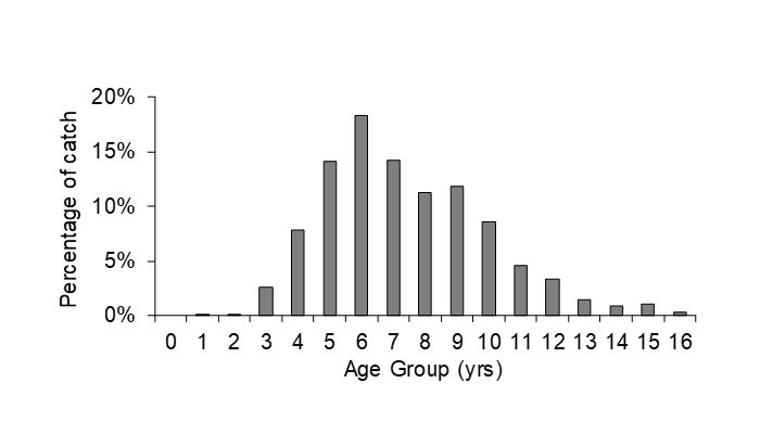 Figure 2 – Age frequency of yellowfin bream
