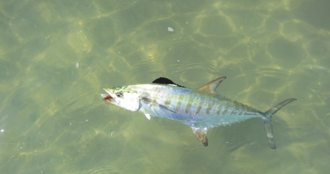 fish at the surface of the water