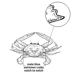 Line drawing of blue swimmer crab