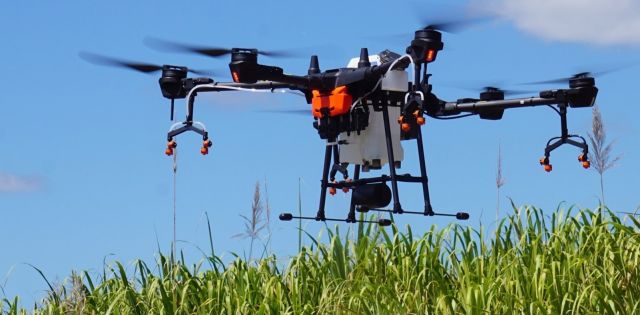 Large drone hovering low over sugarcane with blue sky background.