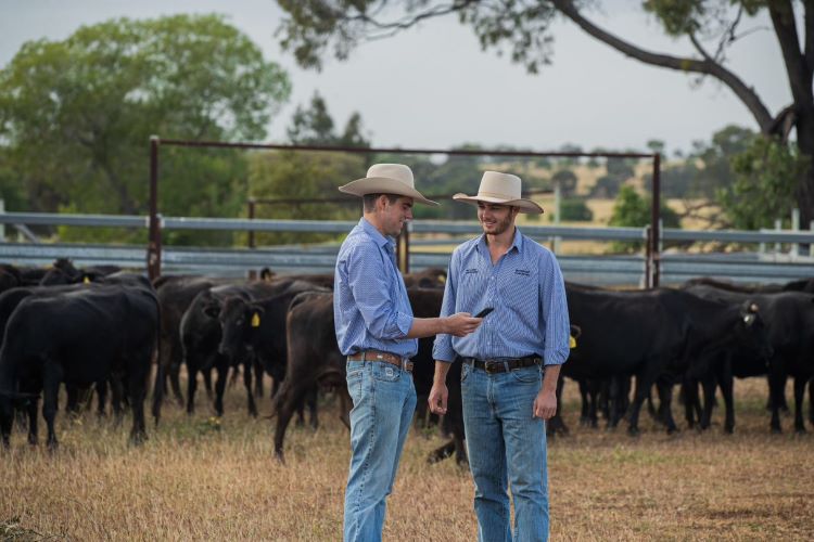 Two men looking at a mobile phone in a cattle yard, with black cattle in the background.
