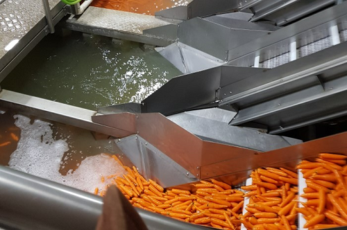 Image of carrots being washed on a conveyer belt.