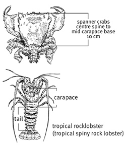 Line drawings of spanner crab and painted crayfish