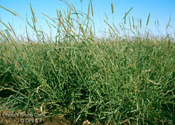 A pasture plant namely purple pigeon grass