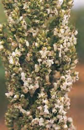 Image of honeydew plant