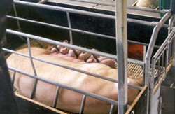 Example farrowing crate with prongs