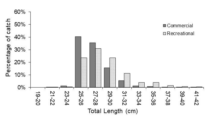 Figure 1 – Length frequency of Yellowfin bream for recreational and commercial fishing sectors