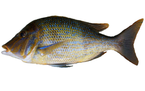 Coral reef fish - east coast monitoring | Department of Agriculture and  Fisheries, Queensland