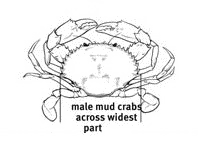 Line drawing of a mud crab