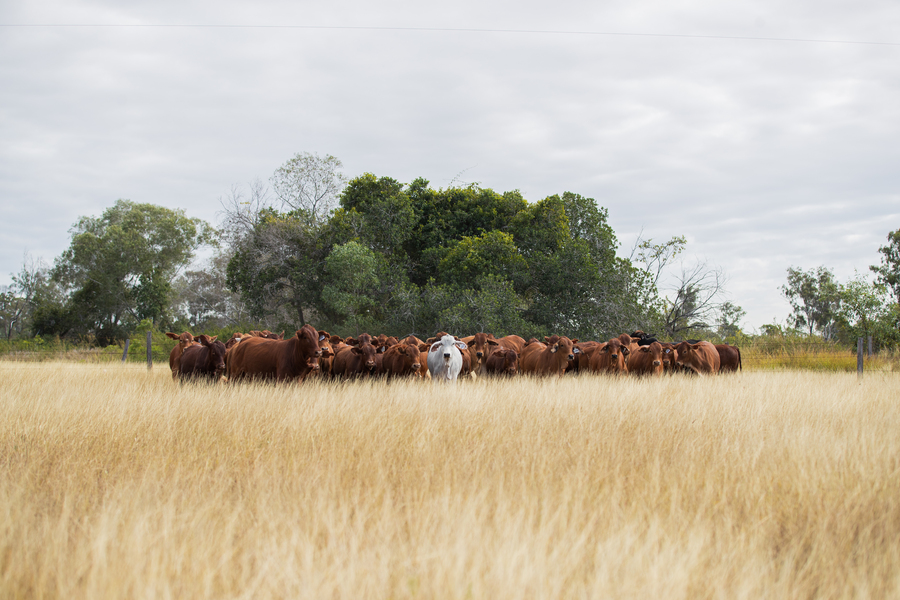Herd of cows standing together in a paddock