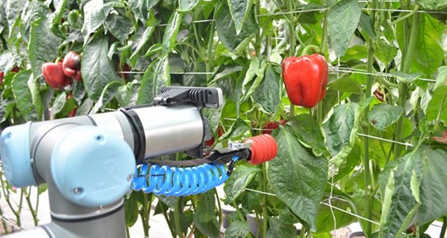Picture of a robot arm picking red capsicums from the vine