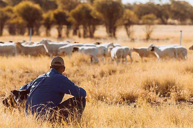 A man in a blue shirt and cap watching sheep and goats with his dog.