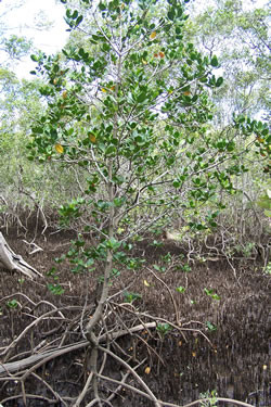 Photograph of a red mangrove
