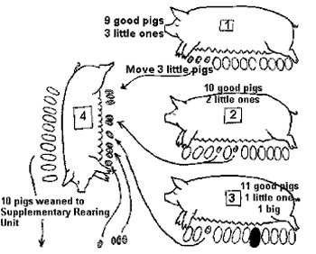 Image showing a fostering pattern for pigs