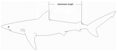 Line drawing of shark