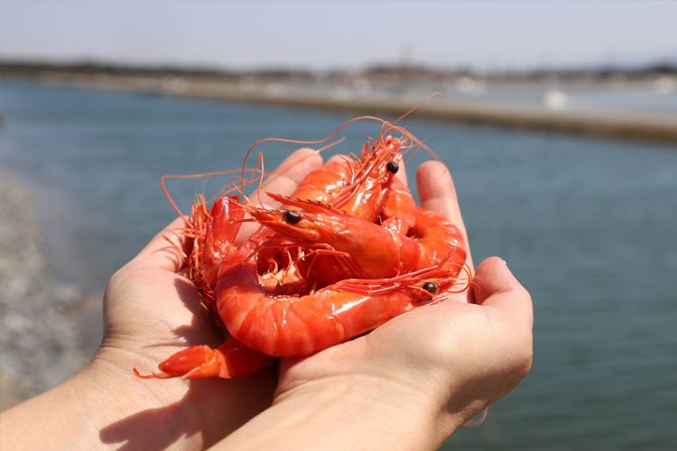 Pair of hands holding 4 prawns with water in the background.