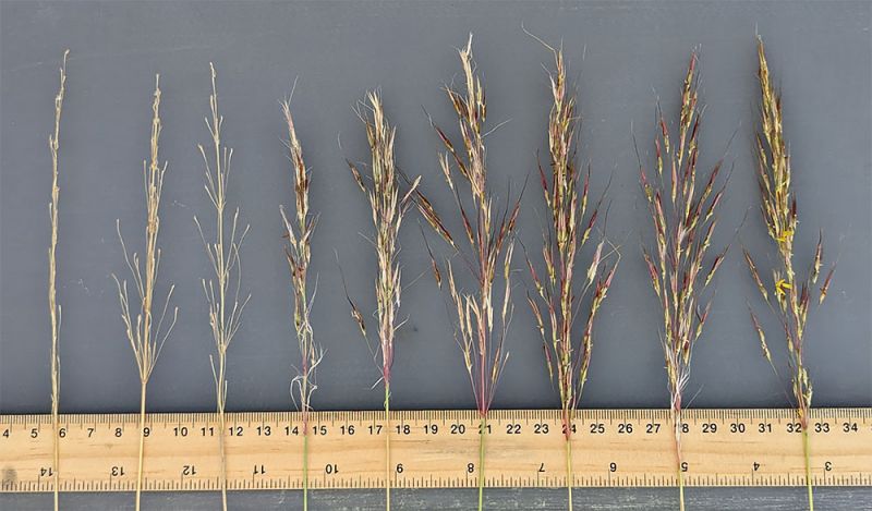 Image showing various aging stages of Golden Beard grass, featuring 9 grass seed plumes of increasing size