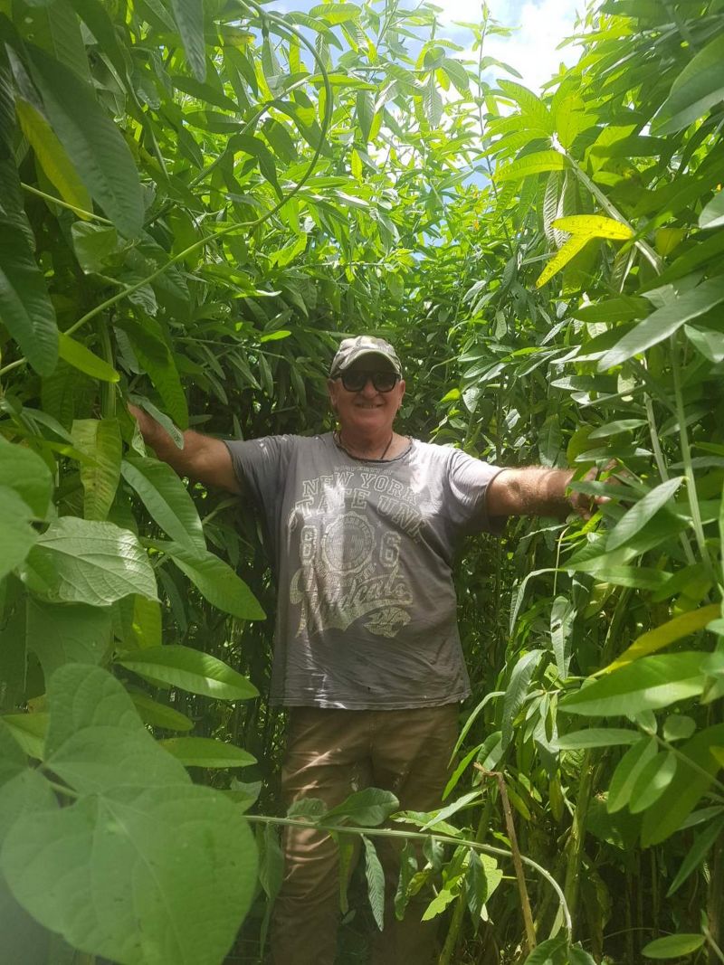 Man standing in between sugar canes crop