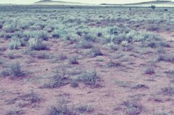Arid landscape dominated by bladder saltbush